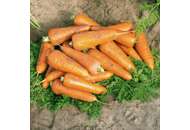 Кантербюри F1 - семена моркови (1,6-1,8 мм), Bejo/Бейо (Голландия) фото, цена